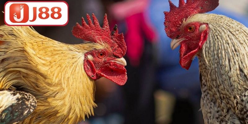 Đá Gà J88 - Trải Nghiệm Đỉnh Cao Cho Người Đam Mê Gà Chiến