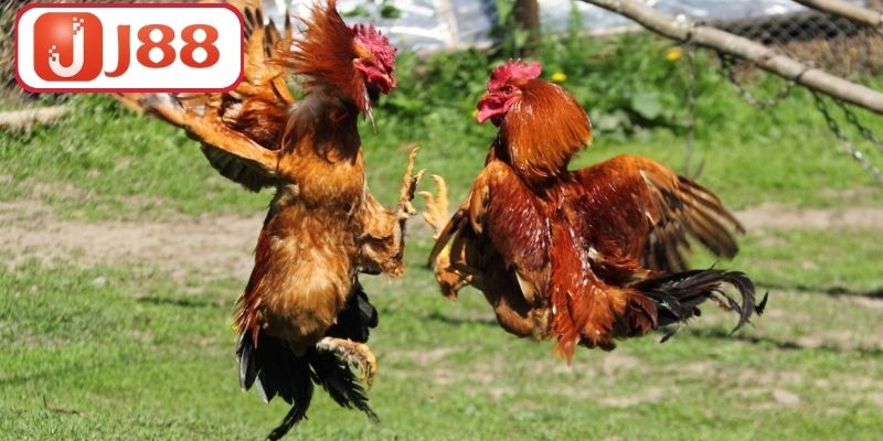 Đá Gà J88 - Trải Nghiệm Đỉnh Cao Cho Người Đam Mê Gà Chiến