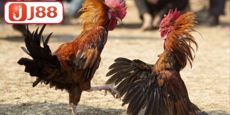 Đá Gà J88 - Trải Nghiệm Đỉnh Cao Cho Người Đam Mê Gà Chiến