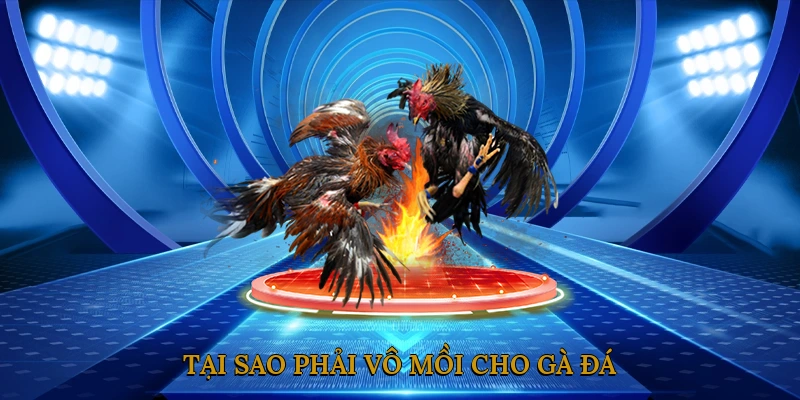 Tại Sao Phải Vô Mồi Cho Gà Đá?